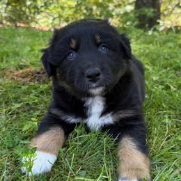 Tequila - Black tri-color male Australian Shepherd puppy in Tuftonboro, New Hampshire from Aussies Edge Farm