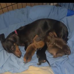Dachshund puppies from Individual