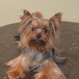 Rocky - Yorkshire Terrier