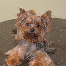 Rocky - Yorkshire Terrier