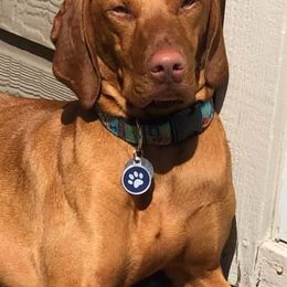 Vizslas from Jen’s Penny Vizslas
