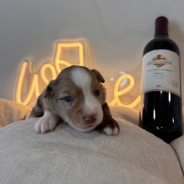 Merlot - Red tri female Miniature Australian Shepherd puppy in Massapequa, New York from All That Auss Mini Aussies