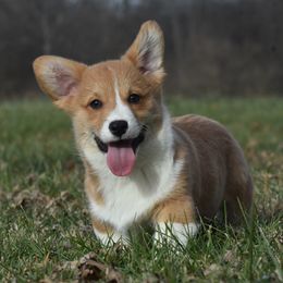 Affectionate boy - Red male Pembroke Welsh Corgi puppy in Kansas City, Missouri from Willow Creek Corgis