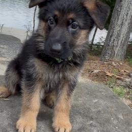 German Shepherd Puppies from Christina Vanada