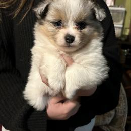 Chunky - Blue merle female Pomeranian puppy in Clinton, Tennessee from Liza’s Aussies & Poms
