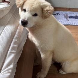 Jindo Puppies from Hwarang Kennel Korean Jindo | 화랑 진돗개