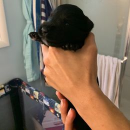 Miniature Schnauzer Puppies from REGAL SCHNAUZERS