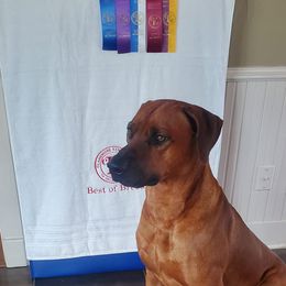 Rhodesian Ridgeback All Grown Up from Zanata Rhodesian Ridgebacks