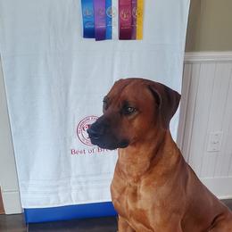 Rhodesian Ridgeback All Grown Up from Zanata Rhodesian Ridgebacks