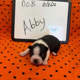 Abby - Black and white female Boston Terrier puppy in Fillmore, Illinois from Wind Hill Puppies