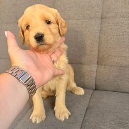 Red collar girl - Cream female Labradoodle puppy in Pollock Pines, California from Goindoodles