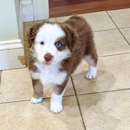 Vino - Red tri-color male Miniature American Shepherd puppy in Scotland, Connecticut from Greenwood Acres Kennel