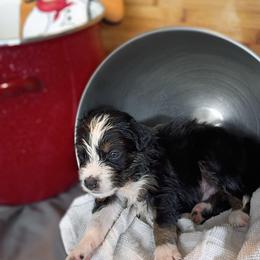 Cedar (Brown Collar) - Black tri-color male Australian Shepherd puppy in Okeechobee, Florida from Rothsolid Puppies