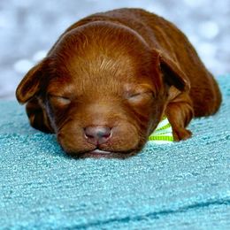 Micah - Red  male Poodle puppy in Monroe, North Carolina from Toy Poodle Shenanigans