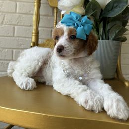 Teal collar - Parti female Poodle puppy in Adolphus, Kentucky from Deerly Poodles & Doodles