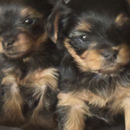Yorkshire Terriers from 367 Yorkies