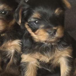 Yorkshire Terriers from 367 Yorkies
