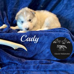 Girl 3 - Gray and white female Alaskan Malamute puppy in Kalispell, Montana from Glacier Malamutes