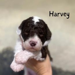 Harvey - Chocolate male Assorted Doodle Crosses puppy in West Monroe, Louisiana from Southern Haven Doodles