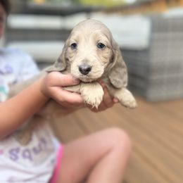 Boy 1 - Cream male Dachshund puppy in Rio, Wisconsin from 3k Corgis and Miniature Dachshunds