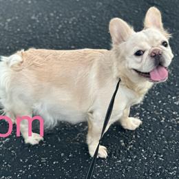 Lola - Cream female French Bulldog puppy in Sebring, Florida from Jasmine's French Bulldogs