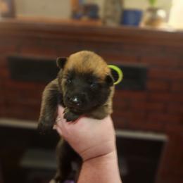 Wasabi - Sable male German Shepherd puppy in Hope, Idaho from Fyrestorm Shepherds