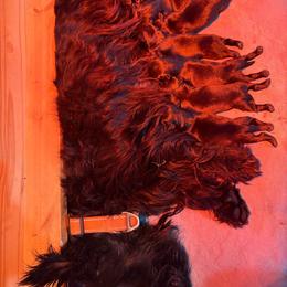Bonnie - Black female Scottish Terrier puppy in Stanford, Kentucky from Bluegrass Scottish Terriers