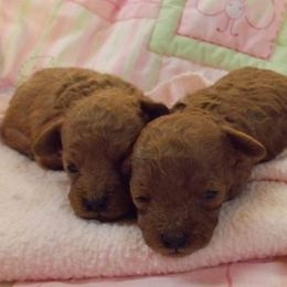 Poodle Puppies from Lowry Toy Poodles