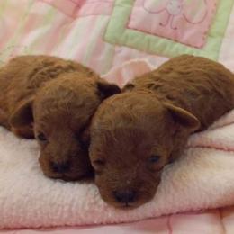 Poodle Puppies from Lowry Toy Poodles