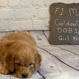 Goldendoodle and Poodle Puppies from Partridge Doodles and Poodles