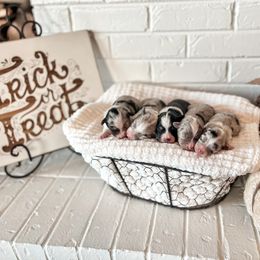Miniature Australian Shepherd, Pembroke Welsh Corgi, and Toy Australian Shepherd Puppies from Spring Creek Aussies + Corgis