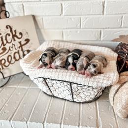 Miniature Australian Shepherd, Pembroke Welsh Corgi, and Toy Australian Shepherd Puppies from Spring Creek Aussies + Corgis