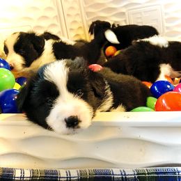 Border Collie Puppies from Beloved Border Collies