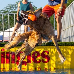 Giacomo - Golden Retriever