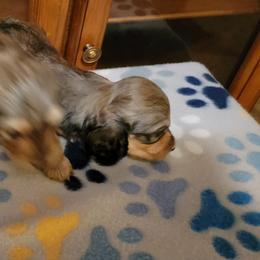 Dachshund Puppies from CLARK'S BREEDING PROGRAM