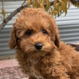 Cherry - Red  female Poodle puppy in Huntington, Utah from Krispydoodle