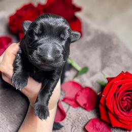 Chunky Monkey - Black male German Shepherd puppy in Oakland, Oregon from VHM German Shepherds