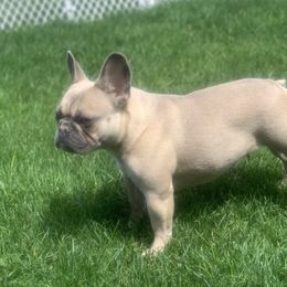 French Bulldog All Grown Up from Frenchie Bulldog Kisses