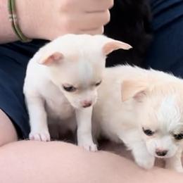Chihuahua Puppies from Wild Mountain Chihuahuas