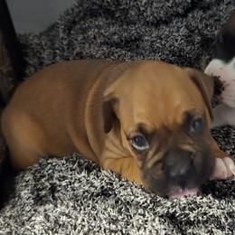 Potato - Fawn female Boxer puppy in Fleming Island, Florida from Fleming Pups