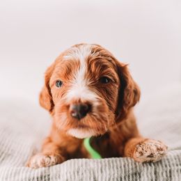 Green Boy - Red  male Goldendoodle puppy in Mckinney, Texas from Doodles of North Tx