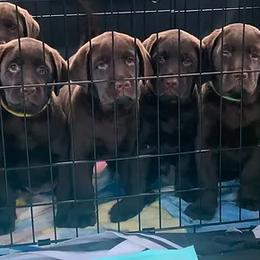 Labrador Retriever Puppies from Brookside Labrador Retrievers