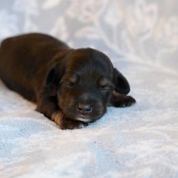 Salem - Black and cream female Dachshund puppy in Guthrie, Kentucky from Triple T Dachshunds