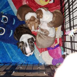 Boston Terrier Puppies from M&Bs Boston Terriers