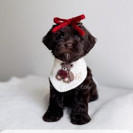 Amour - Love litter - Chocolate female Australian Labradoodle puppy in Syracuse, Indiana from The Doodle Cove