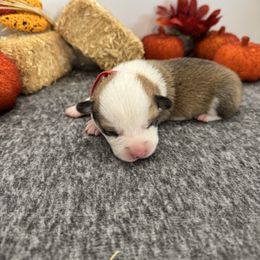Rowdy(Red) - Red male Pembroke Welsh Corgi puppy in Millsap, Texas from Punchy Pembroke Ranch