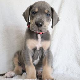 Peaches - Blue female Great Dane puppy in Edinburg, Texas from Chestnut Great Danes