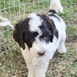 White Girl - Phantom female Golden Aussiedoodle puppy in Albuquerque, New Mexico from Chicks Runnin’ Wild Family Farm