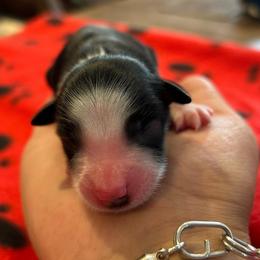 Prince - Black tri male Miniature Australian Shepherd puppy in Lakeport, California from Akins Aussies/Wild Rose Ranch