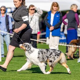 Vivid - Australian Shepherd